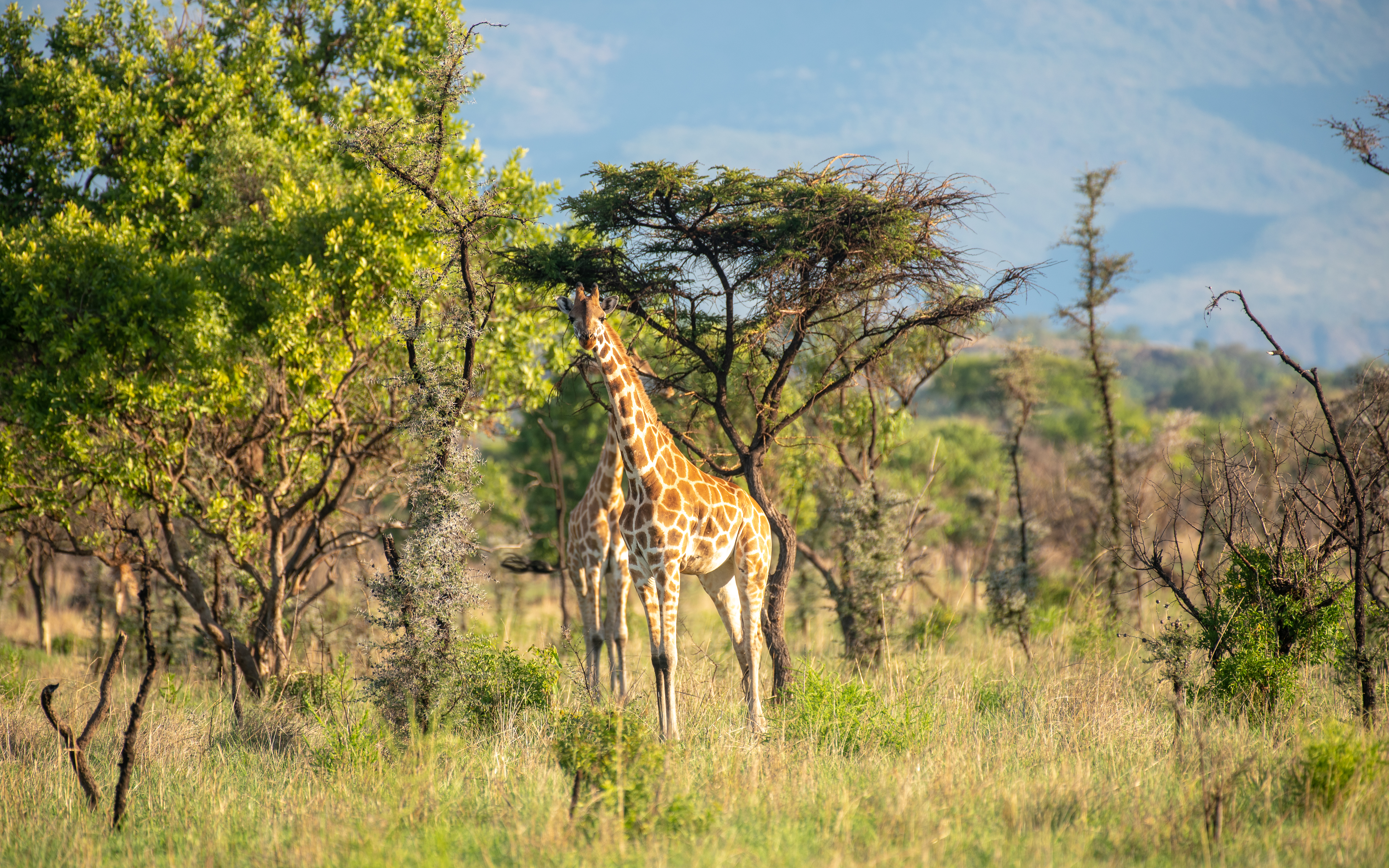 Giraffe in Pian Upe Wildlife Reserve 